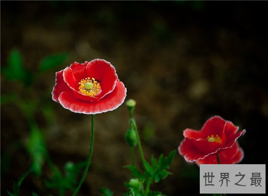 世界上十大名字最优雅的植物,如少女般的樱花优雅如斯