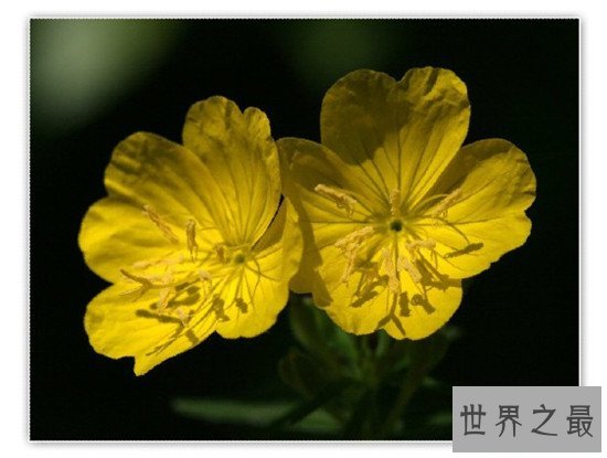 世界上十大名字最优雅的植物,如少女般的樱花优雅如斯