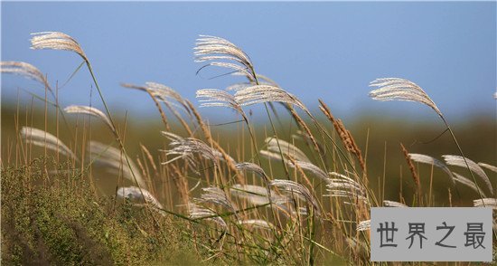 世界上十大名字最优雅的植物,如少女般的樱花优雅如斯