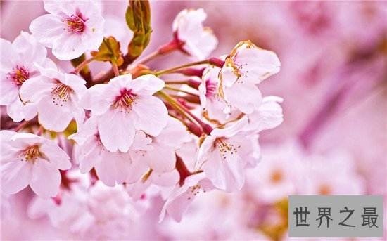 世界上十大名字最优雅的植物,如少女般的樱花优雅如斯