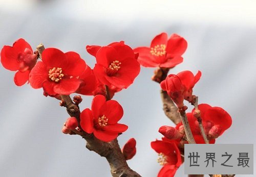 世界上最顽强的花，寒冬斗士独天下而春！