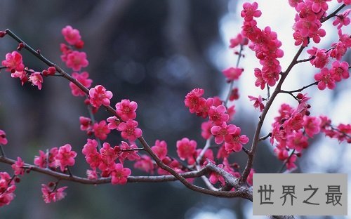 世界上最顽强的花，寒冬斗士独天下而春！