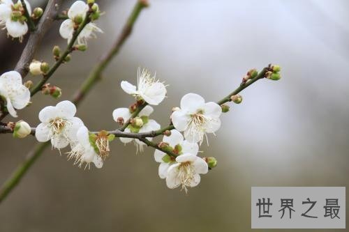 世界上最顽强的花，寒冬斗士独天下而春！