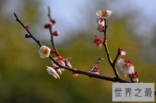 世界上最顽强的花，寒冬斗士独天下而春！