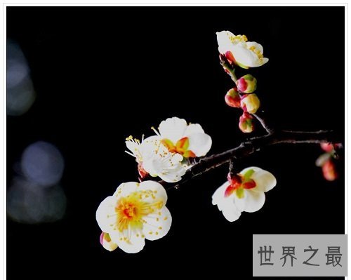 世界上最顽强的花，寒冬斗士独天下而春！