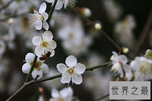 世界上最顽强的花，寒冬斗士独天下而春！