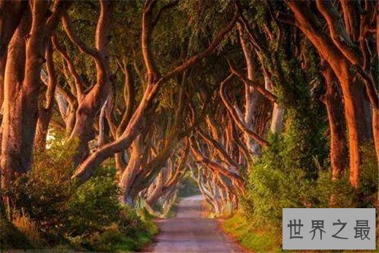 世界上最神奇的10棵树，第二的树竟然还会散发魅力！