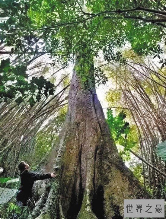 世界十大最奇特的树,含金树真的有金子吗?
