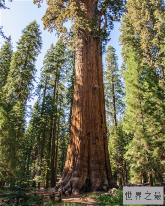 世界十大最奇特的树,含金树真的有金子吗?