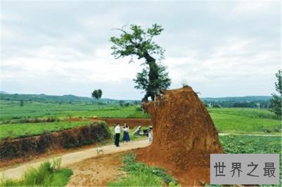 世界十大最奇特的树,含金树真的有金子吗?