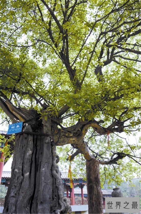 世界十大最奇特的树,含金树真的有金子吗?