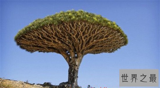 世界十大最奇特的树,含金树真的有金子吗?