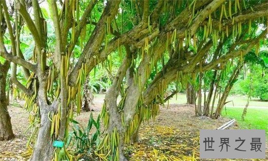 世界十大最奇特的树,含金树真的有金子吗?