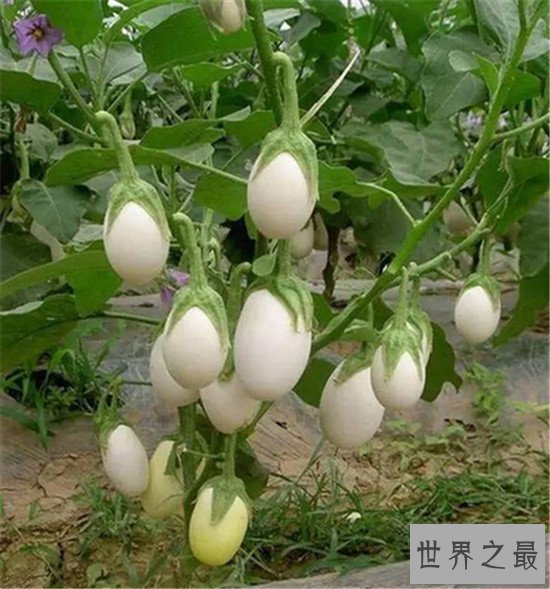 世界十大最奇特的树,含金树真的有金子吗?