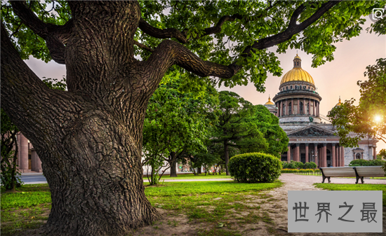世界十大最奇特的树,含金树真的有金子吗?