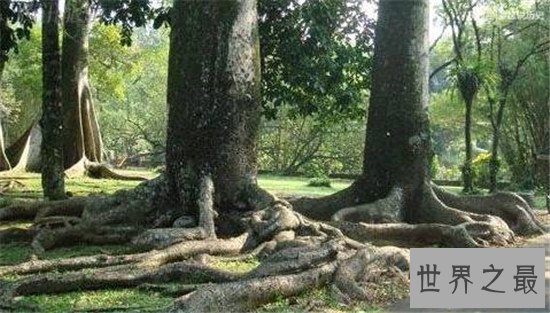 世界十大最奇特的树,含金树真的有金子吗?