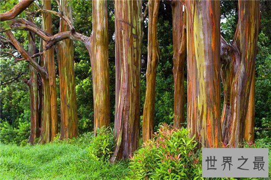世界十大最美丽的树木,雪曼将军树力挽狂澜排名第一位!