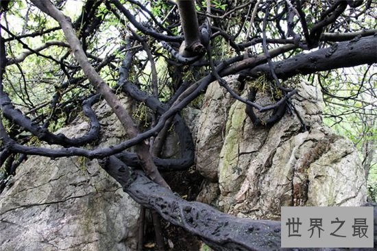 世界十大最美丽的树木,雪曼将军树力挽狂澜排名第一位!