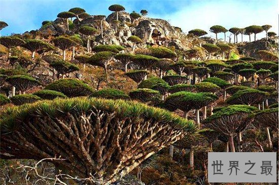 世界十大最美丽的树木,雪曼将军树力挽狂澜排名第一位!