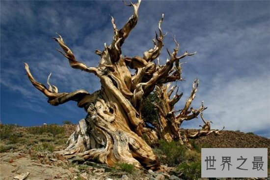世界十大最美丽的树木,雪曼将军树力挽狂澜排名第一位!