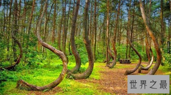 世界十大最美丽的树木,雪曼将军树力挽狂澜排名第一位!