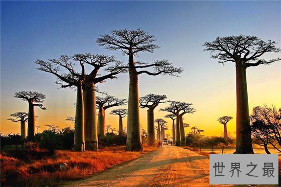 世界十大最美丽的树木,雪曼将军树力挽狂澜排名第一位!