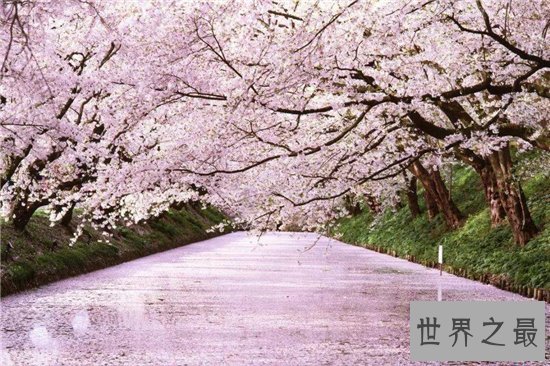 世界十大最美丽的树木,雪曼将军树力挽狂澜排名第一位!