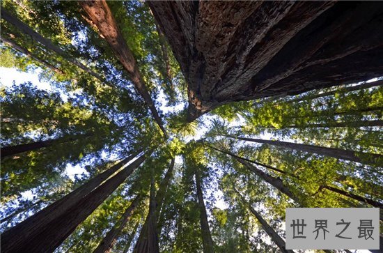 世界上最高的树排行榜,最高的比52层楼还要高!