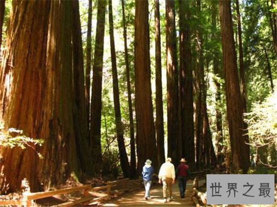 世界上最高的树排行榜,最高的比52层楼还要高!