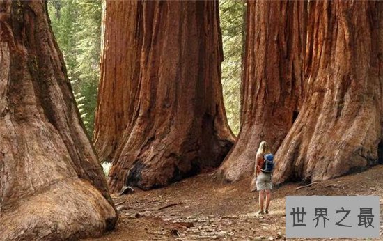 世界上最高的树排行榜,最高的比52层楼还要高!
