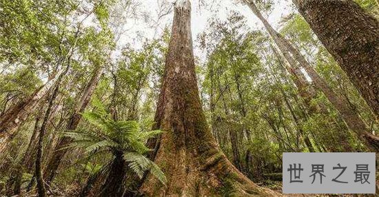 世界上最高的树排行榜,最高的比52层楼还要高!