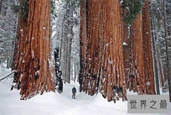 世界上最高的树排行榜,最高的比52层楼还要高!