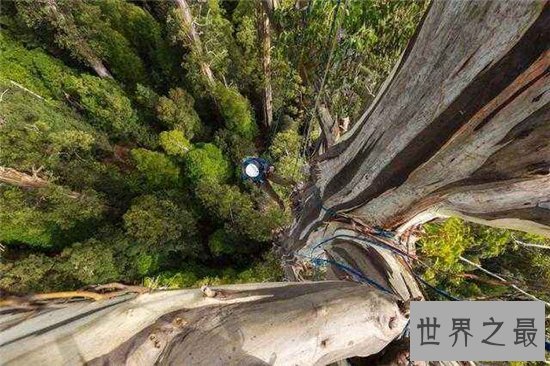 世界上最高的树排行榜,最高的比52层楼还要高!