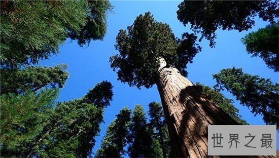 世界上最高的树排行榜,最高的比52层楼还要高!