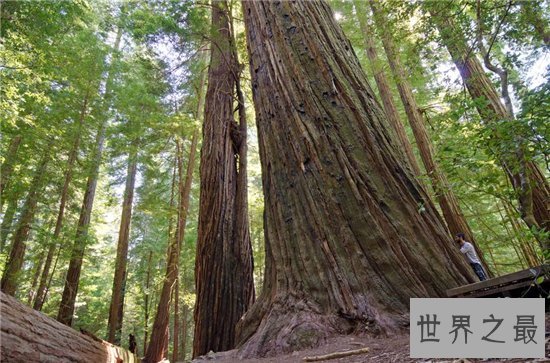 世界上最高的树排行榜,最高的比52层楼还要高!