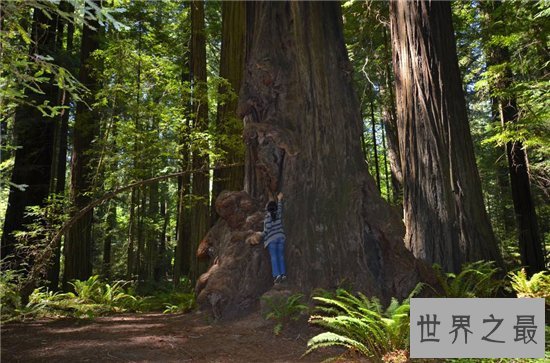世界上最高的树排行榜,最高的比52层楼还要高!