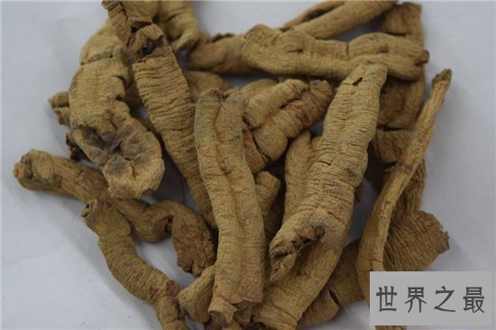 巴戟天的功效与作用及食用方法,巴戟天的禁忌介绍