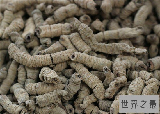 巴戟天的功效与作用及食用方法,巴戟天的禁忌介绍