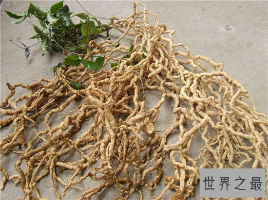 巴戟天的功效与作用及食用方法,巴戟天的禁忌介绍