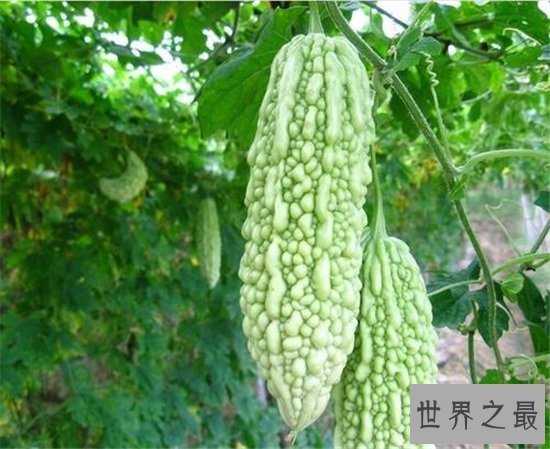 苦瓜提取物能治疗多种疾病，血糖低的人则要避免食用
