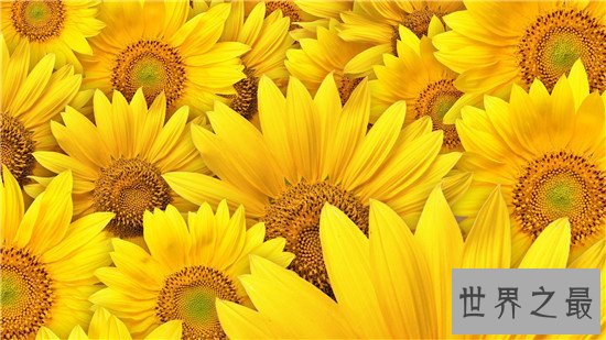 世界上十种最美的的花,天堂鸟真的像一只鸟