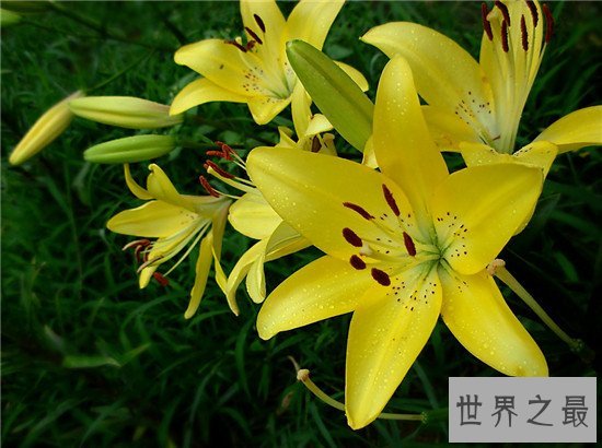 世界上十种最美的的花,天堂鸟真的像一只鸟