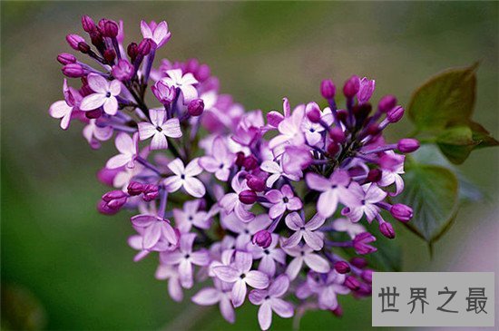 世界上十种最美的的花,天堂鸟真的像一只鸟