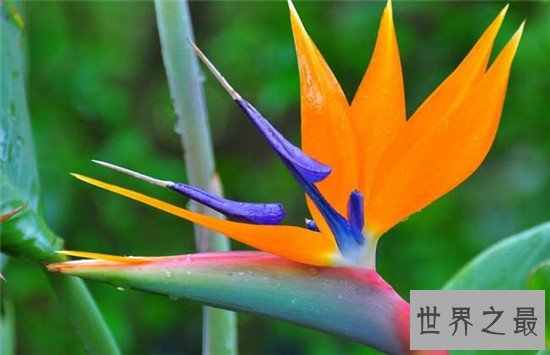 世界上十种最美的的花,天堂鸟真的像一只鸟