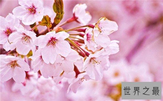 世界上十种最美的的花,天堂鸟真的像一只鸟