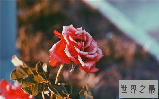 世界上十种最美的的花,天堂鸟真的像一只鸟