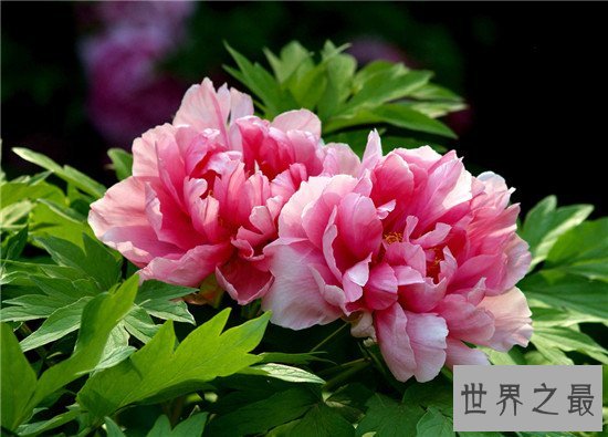 世界上十种最美的的花,天堂鸟真的像一只鸟