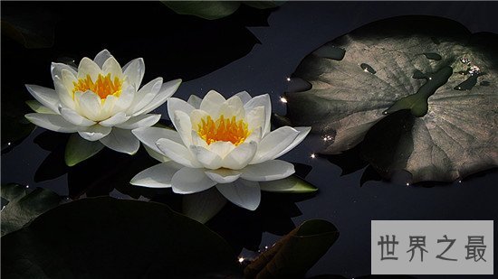 世界上十种最美的的花,天堂鸟真的像一只鸟