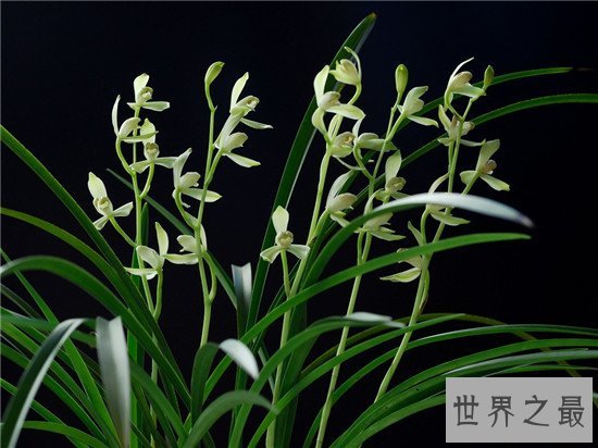 世界上十种最美的的花,天堂鸟真的像一只鸟