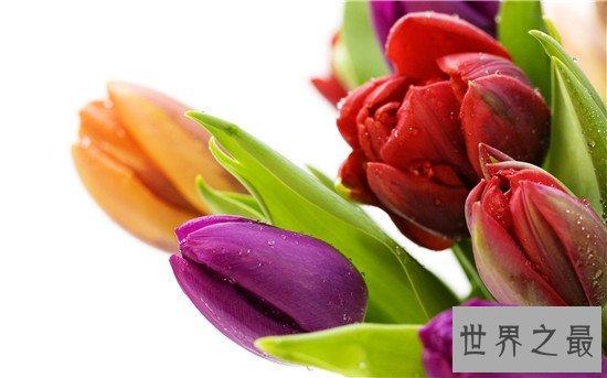 世界上十种最美的的花,天堂鸟真的像一只鸟